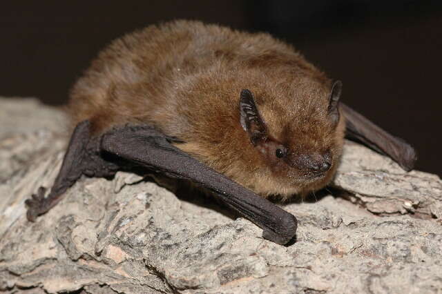 Image of soprano pipistrelle, pygmy pipistrelle