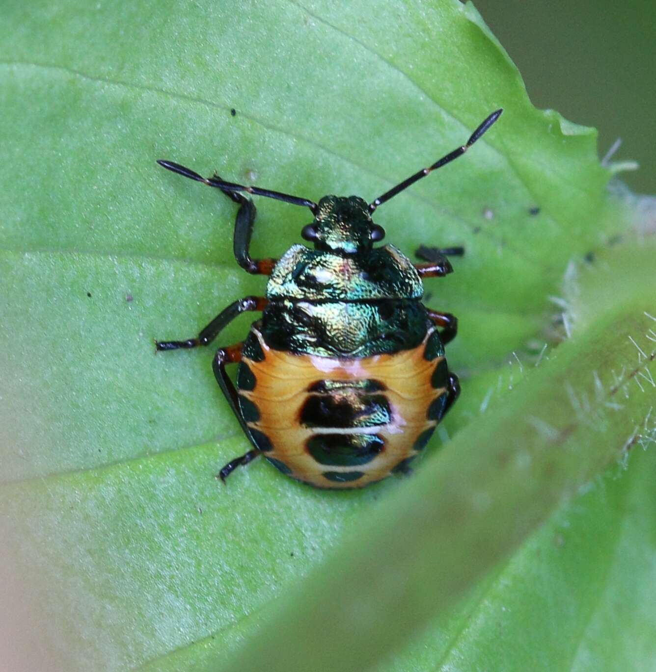 Image of Troilus luridus