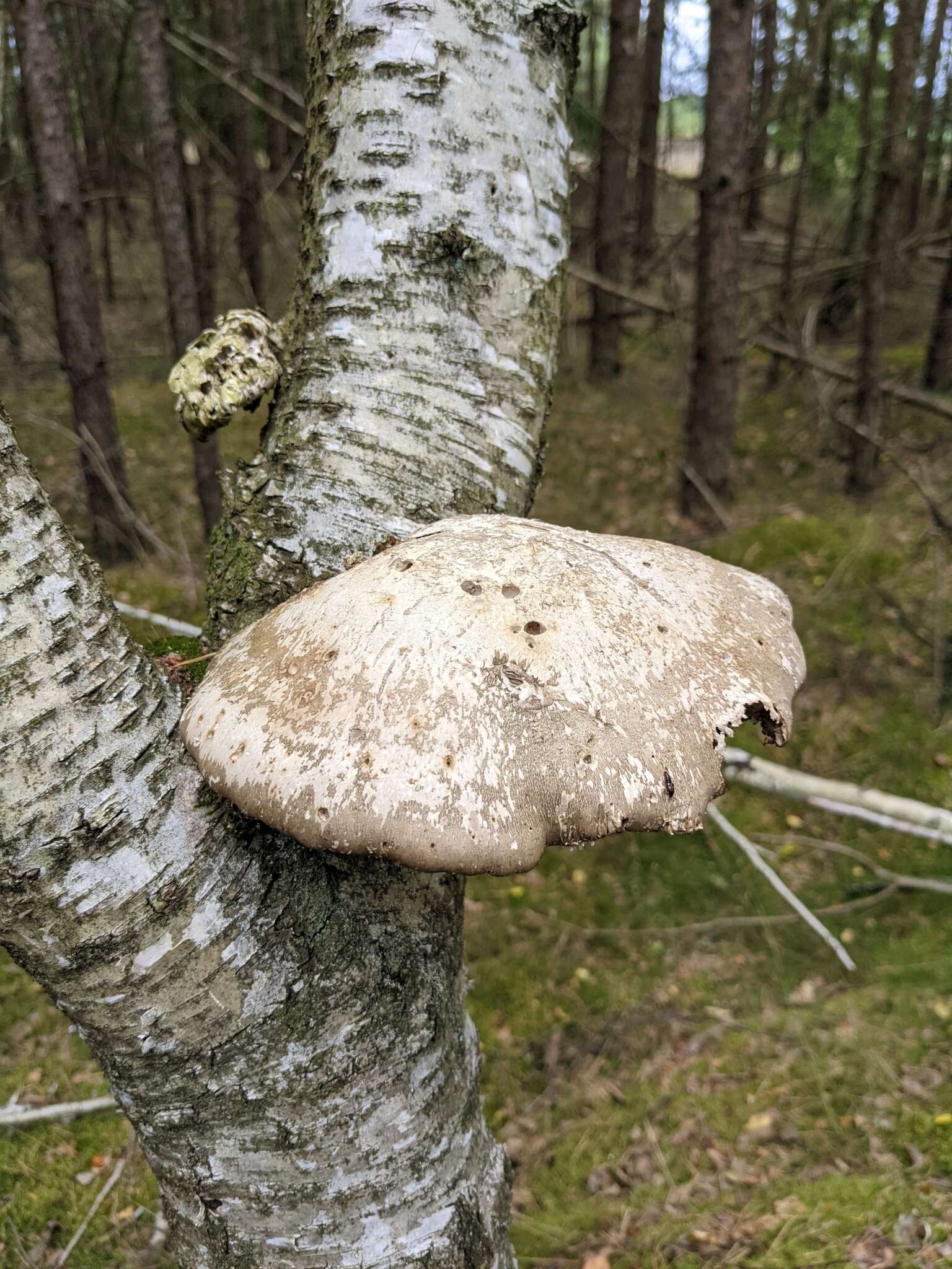 Image of birch polypore