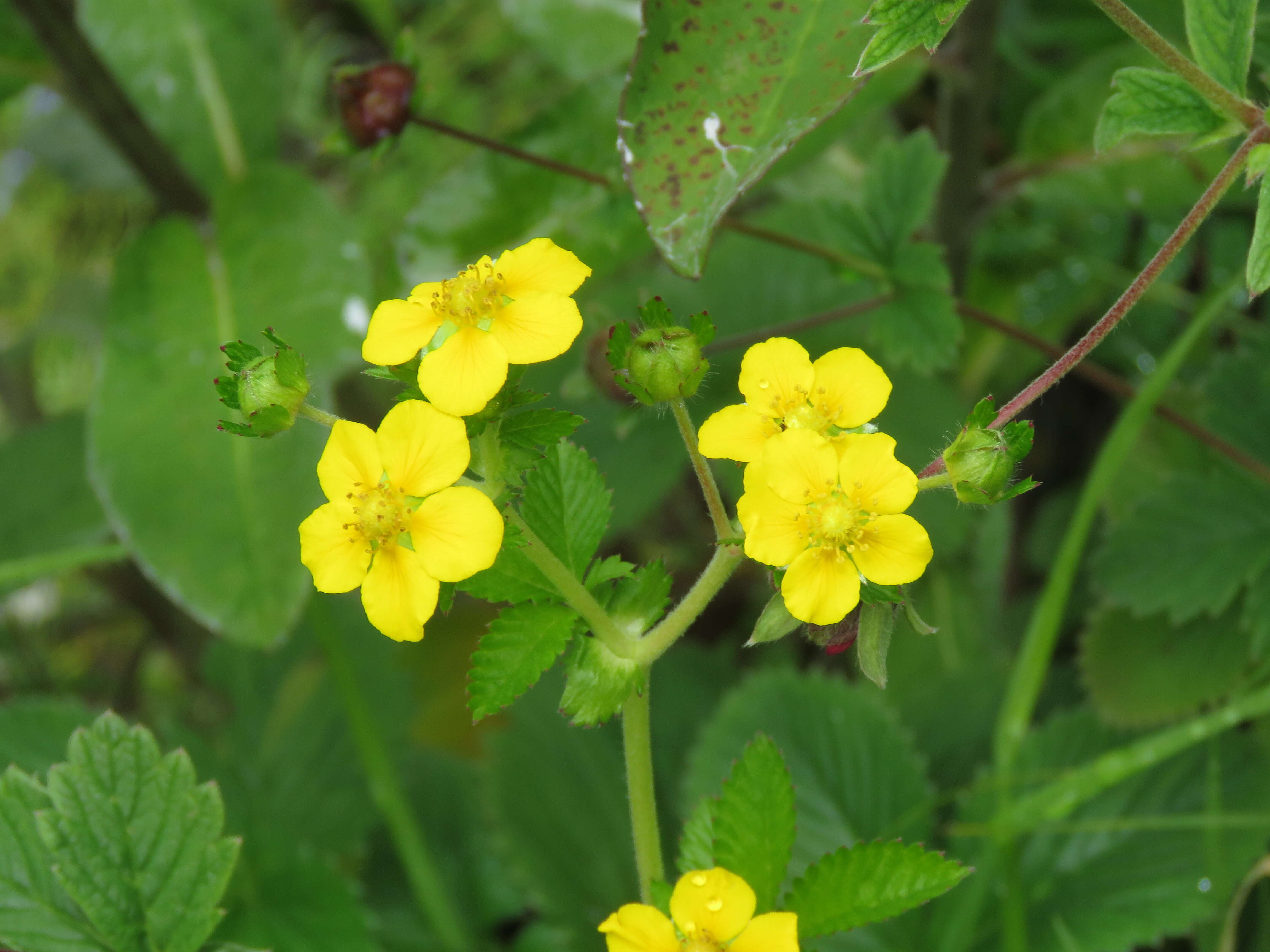 Image of Sibbaldia parviflora Willd.