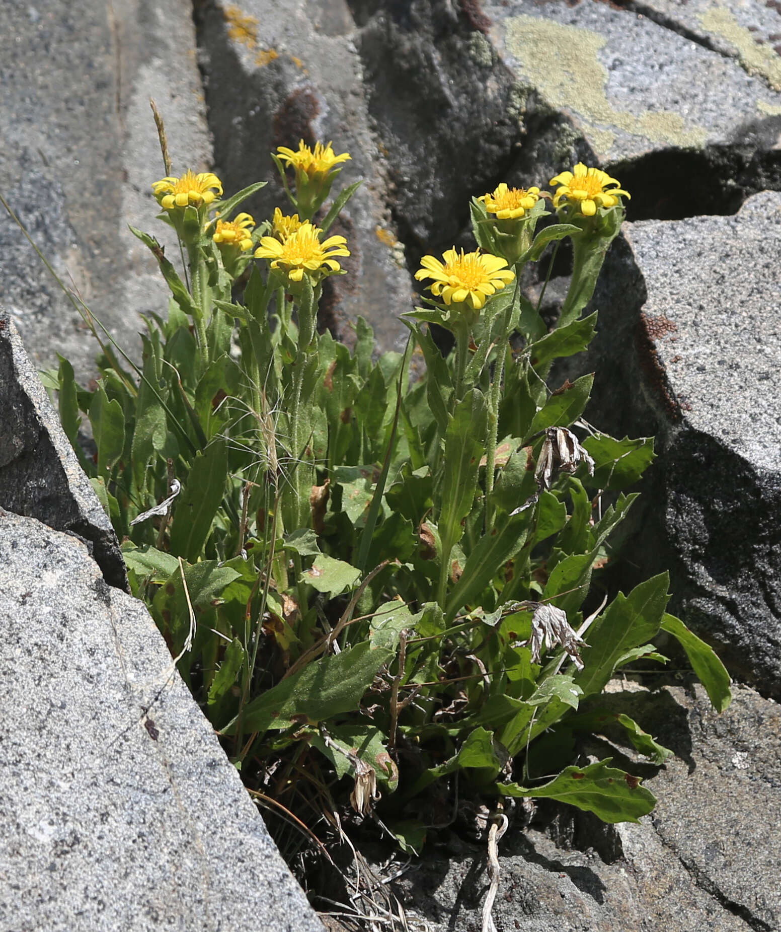 Image of Peirson's serpentweed