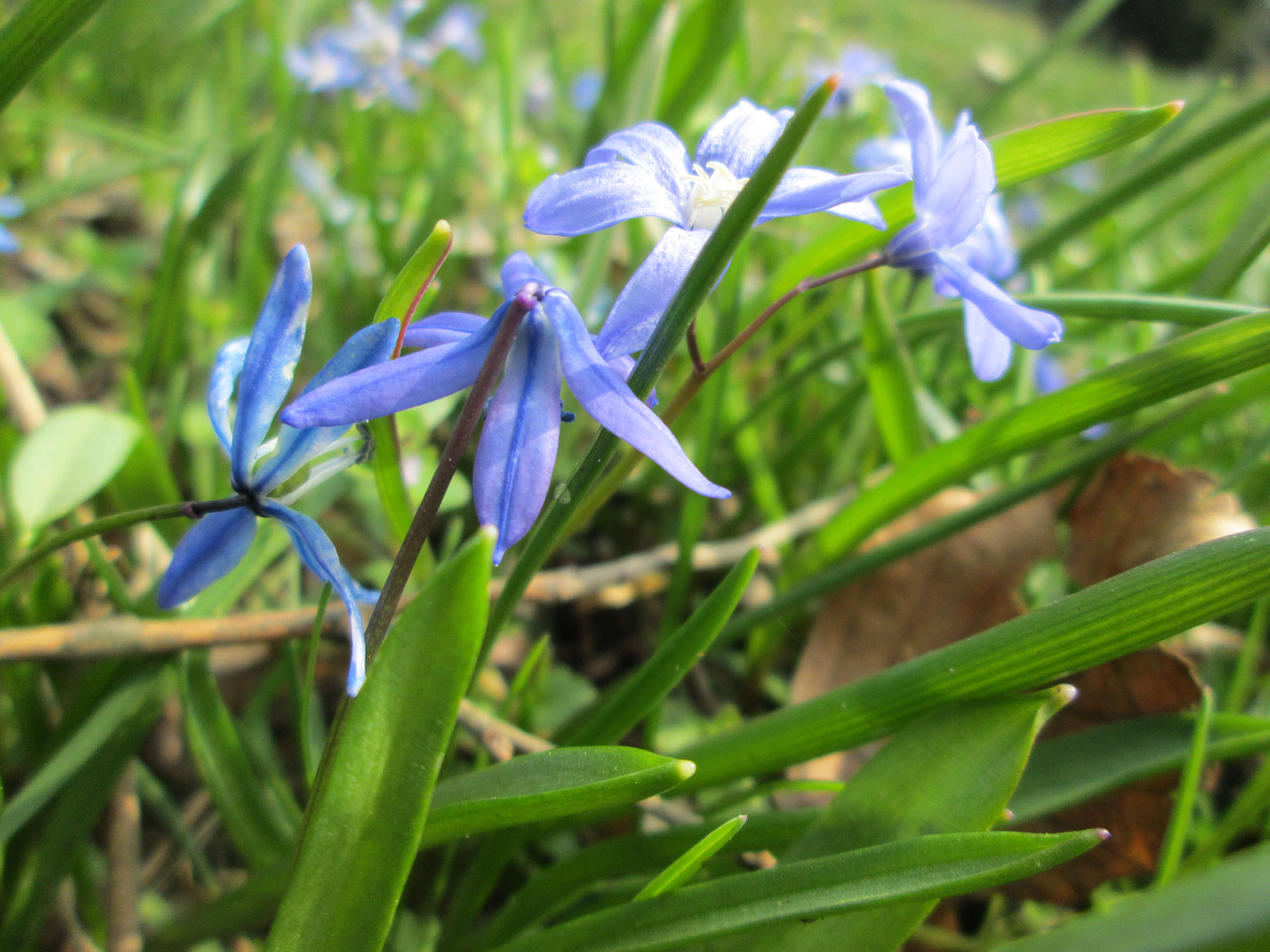 Image of Siberian squill