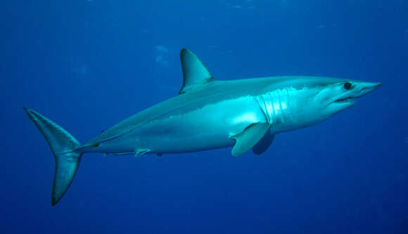 Image of mackerel sharks