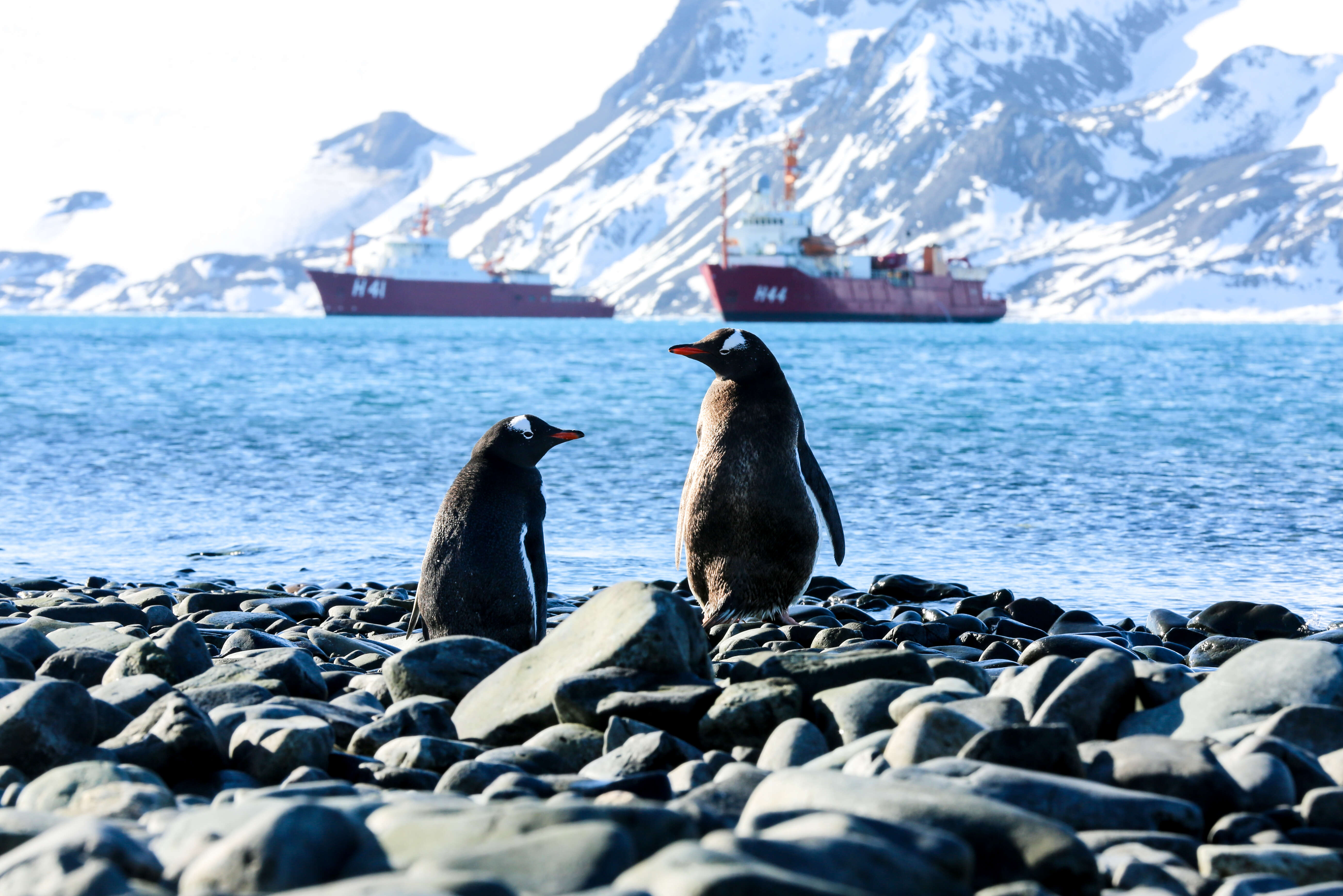 Image of Gentoo Penguin