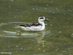 Image of Red-necked Phalarope