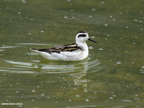 Image of Red-necked Phalarope