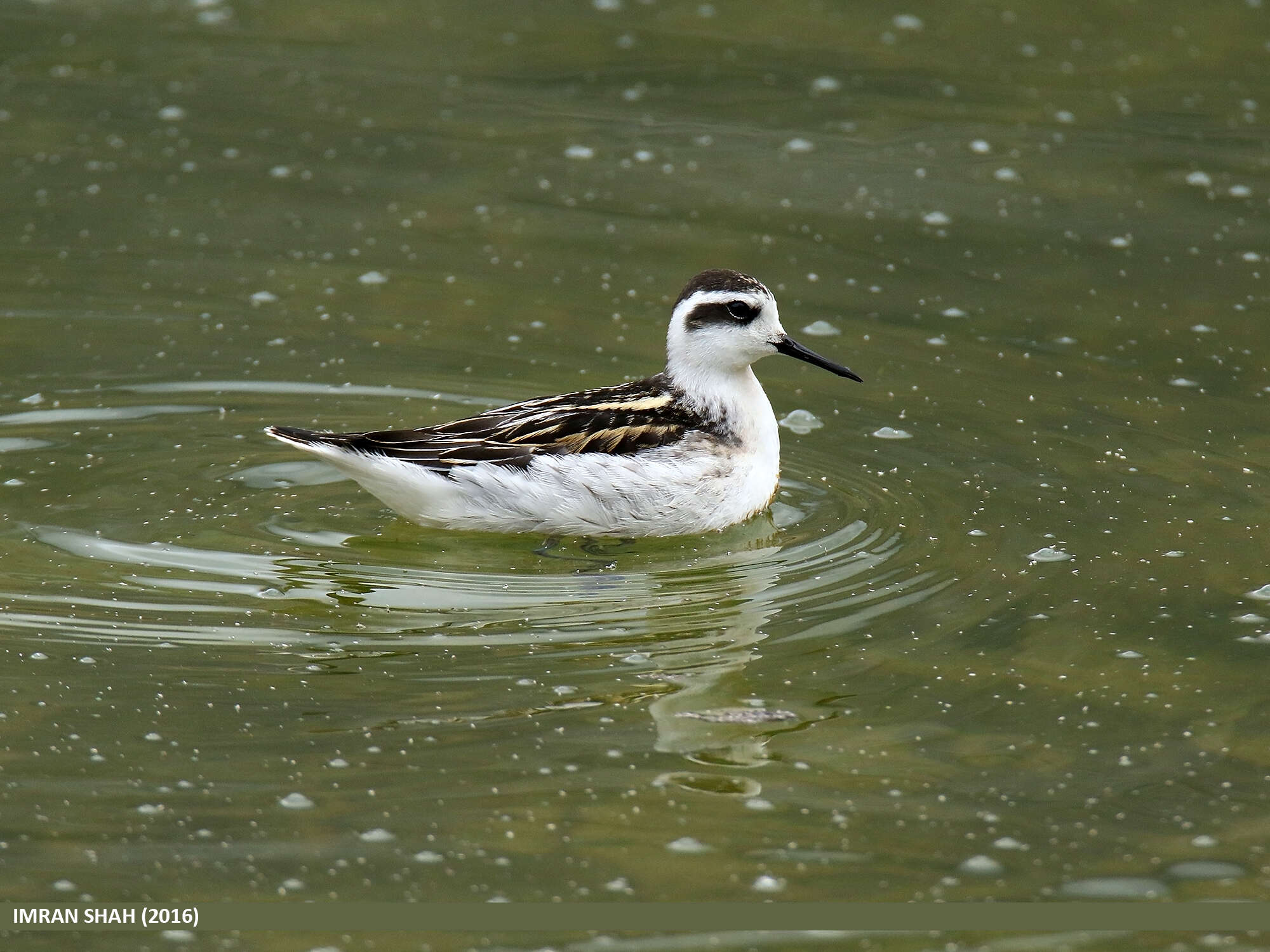 Image of Red-necked Phalarope