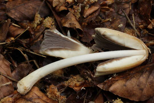 Coprinellus domesticus (Bolton) Vilgalys, Hopple & Jacq. Johnson 2001的圖片