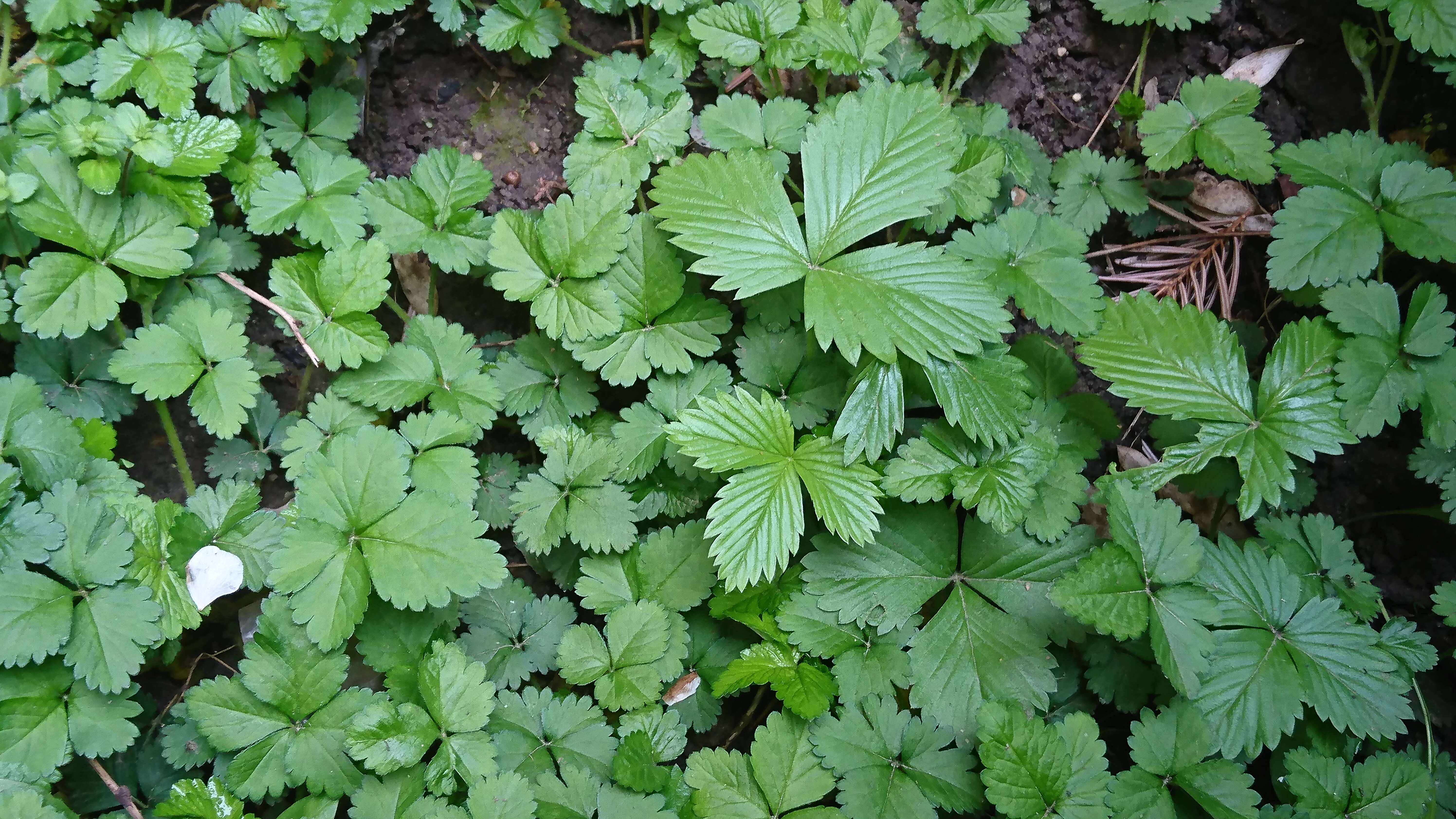 Image of woodland strawberry