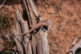 Image of common side-blotched lizard