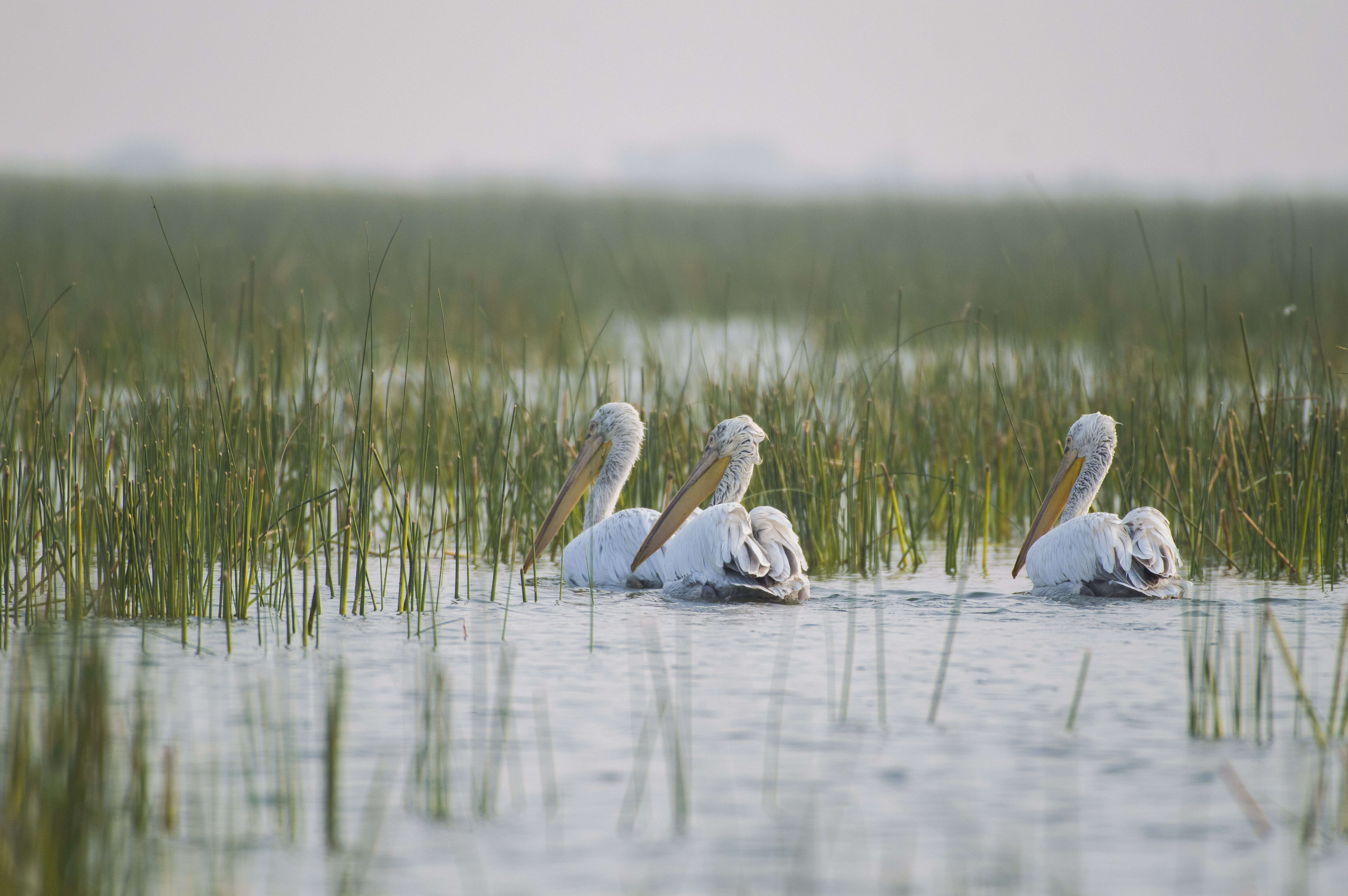 Image of Dalmatian Pelican