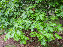 Image de Quercus pagoda Raf.