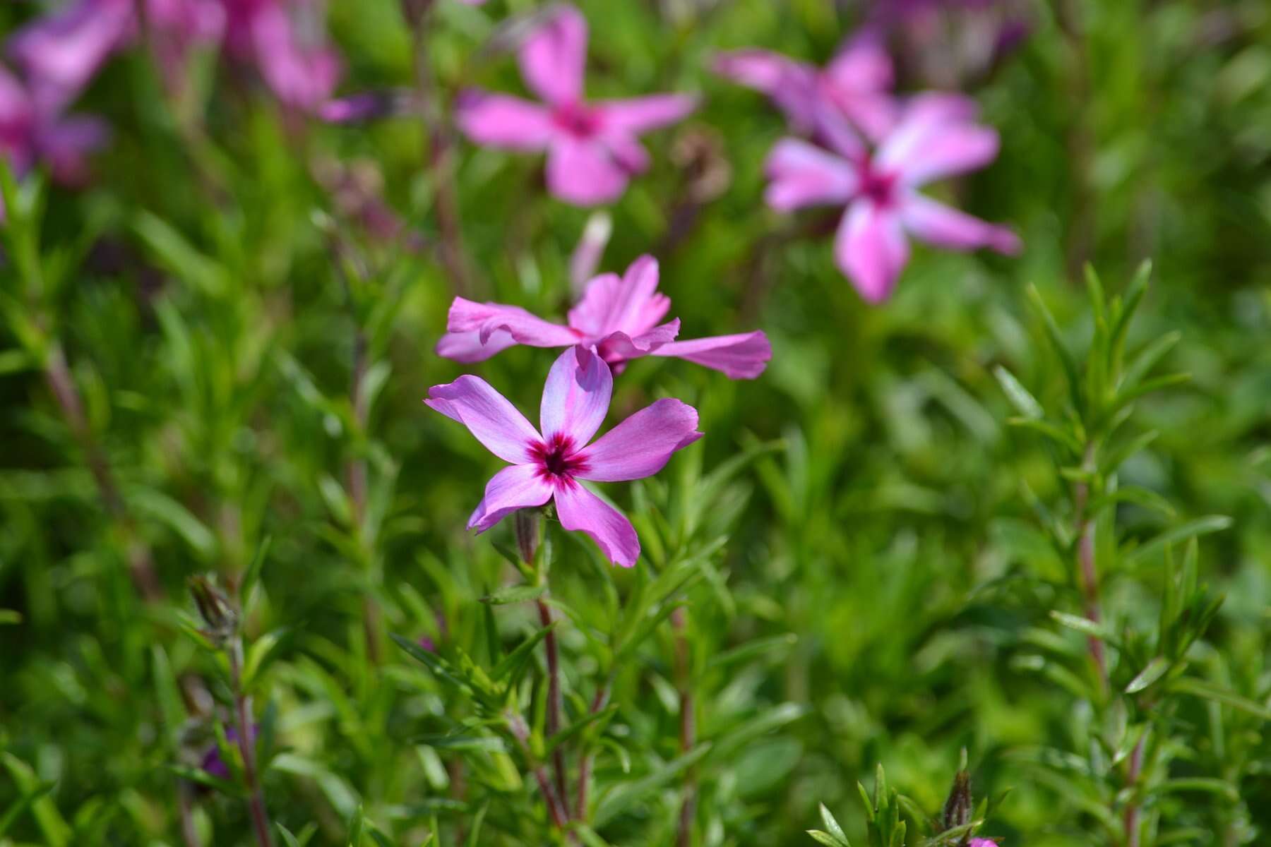 Image of moss phlox