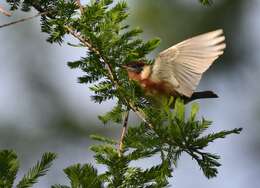 Image of Bay-breasted Warbler