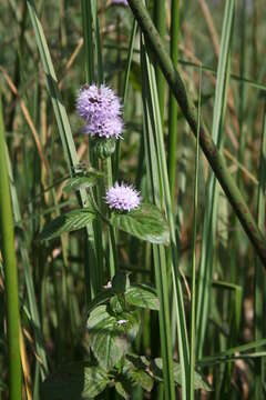 Image of Water Mint