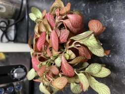 Fittonia albivenis (Lindl. ex Veitch) R. K. Brummitt resmi