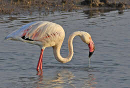 Imagem de Phoenicopterus roseus Pallas 1811