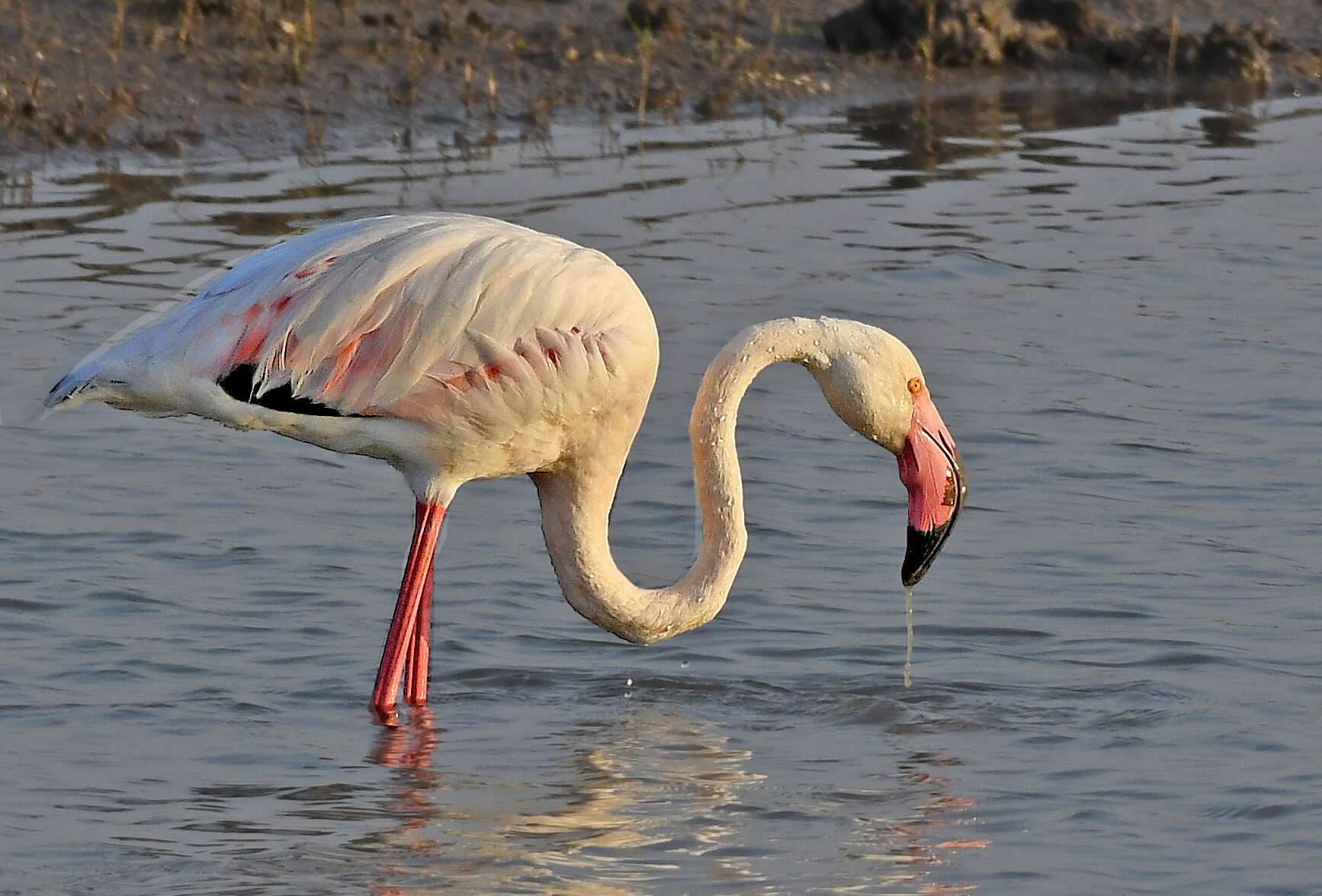 Imagem de Phoenicopterus roseus Pallas 1811