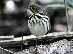 Image of Spectacled Antpitta