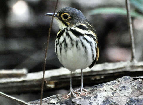 Image of Spectacled Antpitta