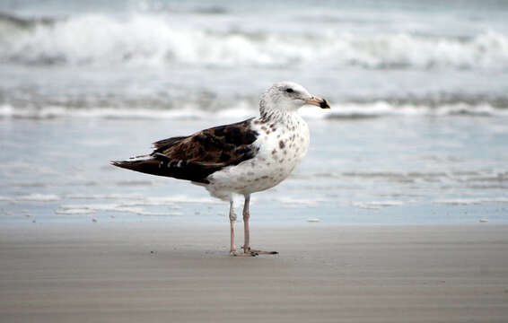 Image of Kelp Gull