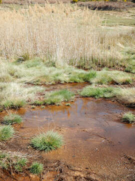 Imagem de Agrostis canina L.