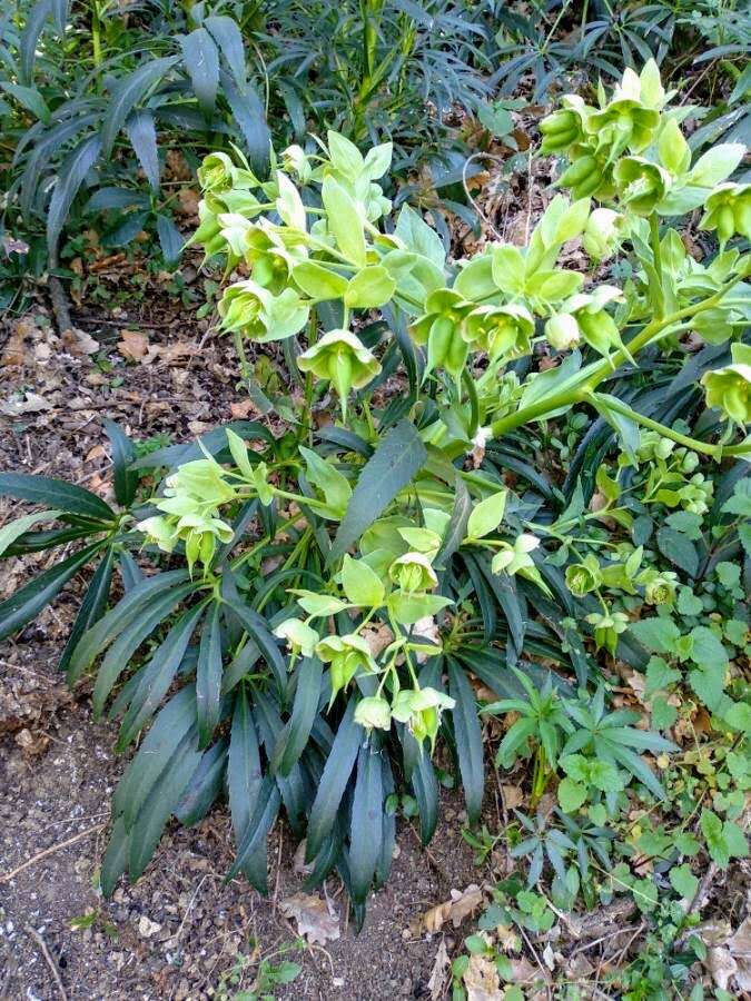 Image of Stinking Hellebore