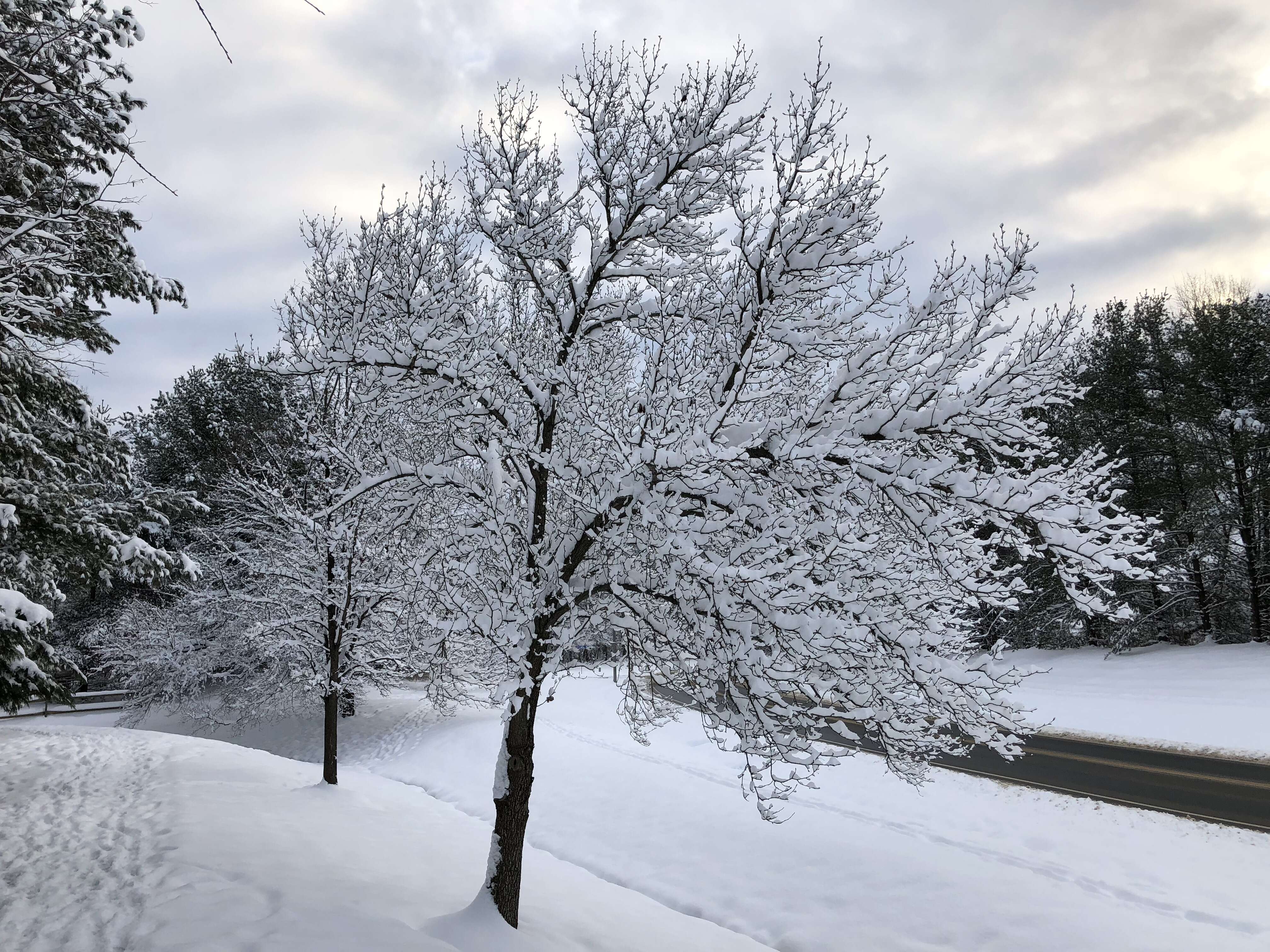 Plancia ëd Pyrus calleryana Decne.