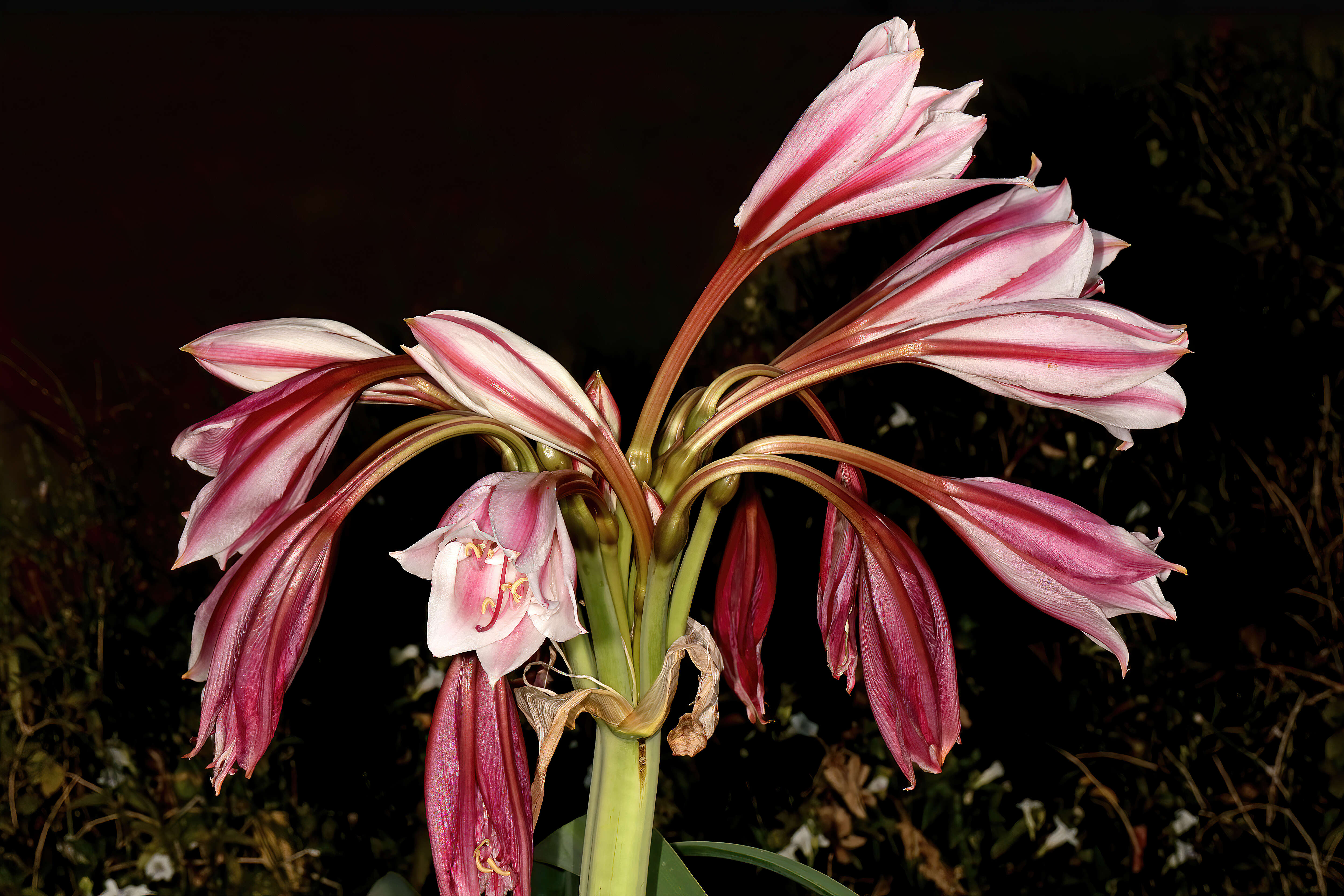 Image de Crinum bulbispermum (Burm. fil.) Milne-Redh. & Schweick.