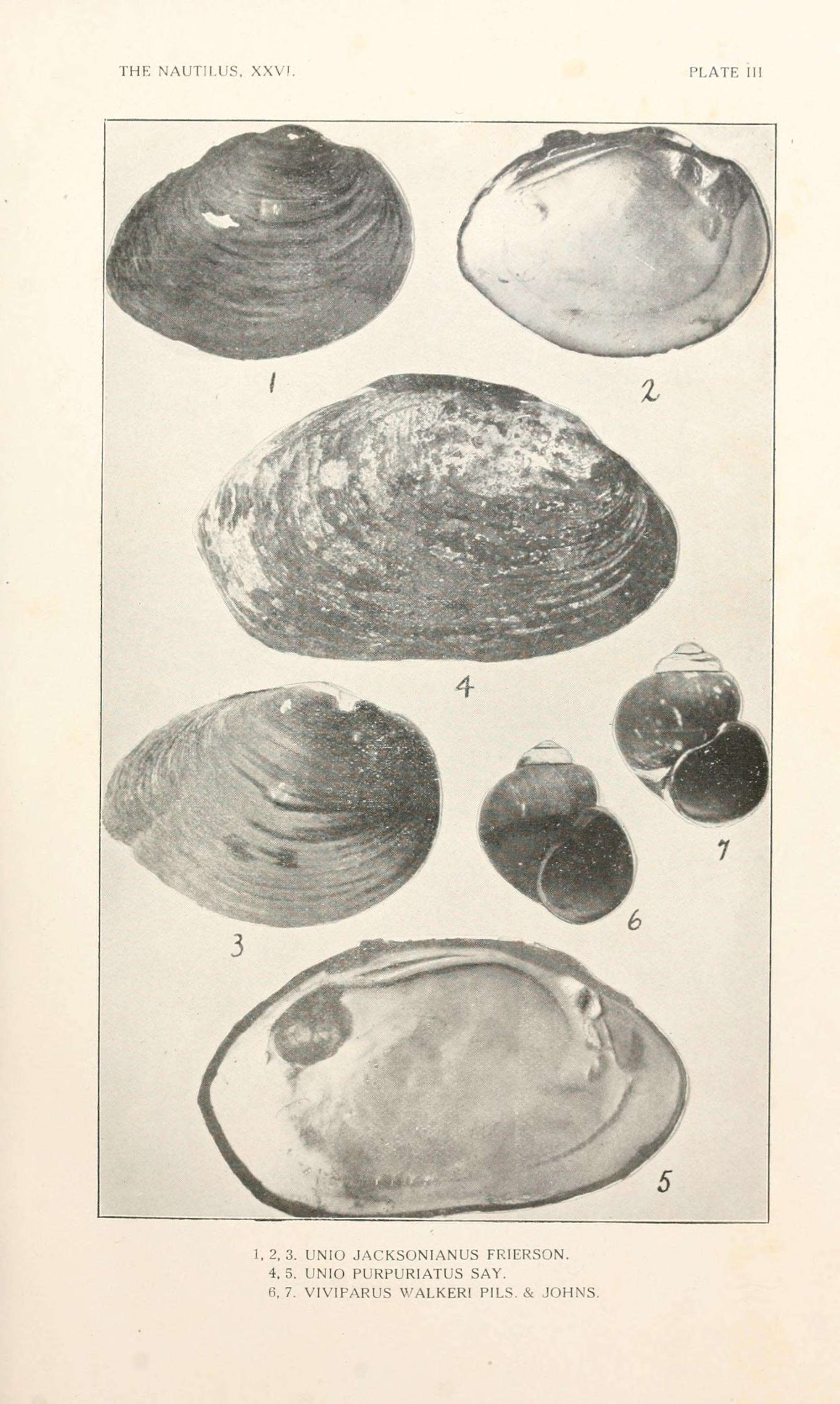 Image of Viviparus Montfort 1810