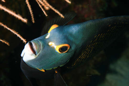 Image of Angelfish