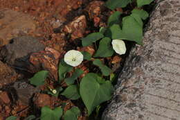 Image of Obscure Morning Glory