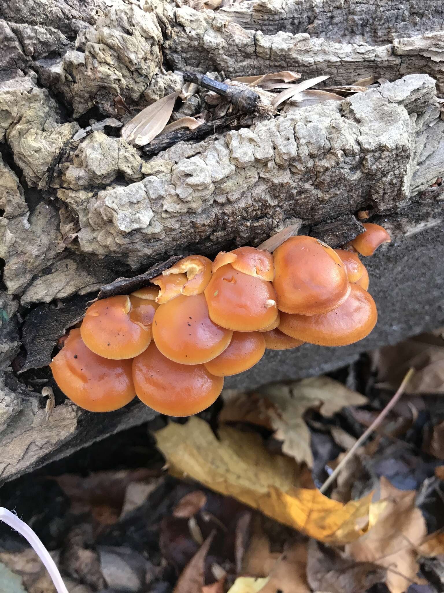 Plancia ëd Flammulina velutipes (Curtis) Singer 1951