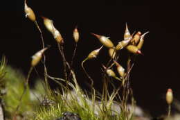 Image of campylopus moss