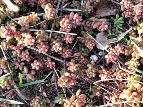 Image of White Stonecrop