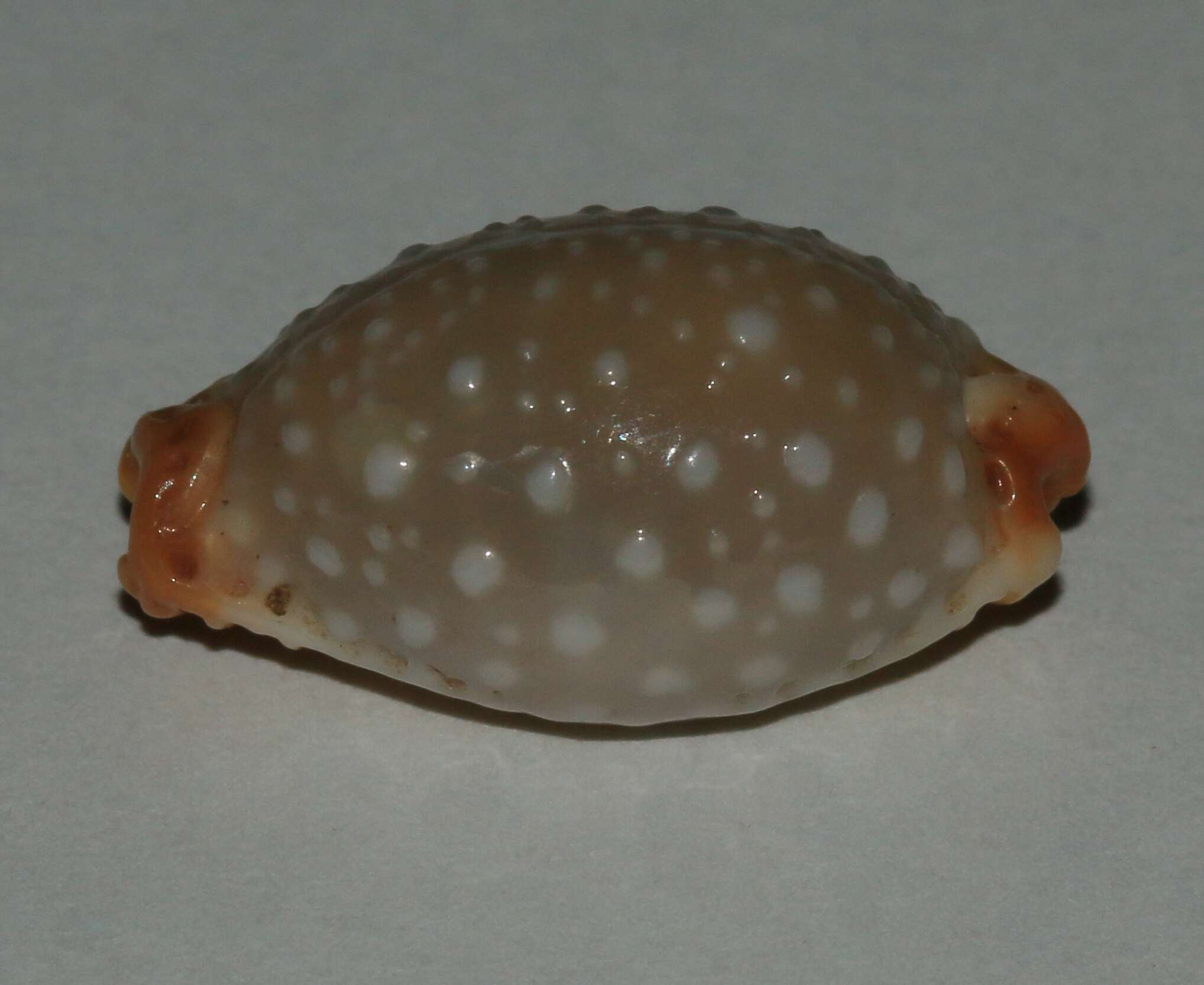 Слика од Staphylaea limacina (Lamarck 1810)