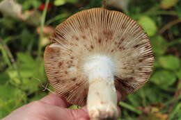 Image of Stinking Russula