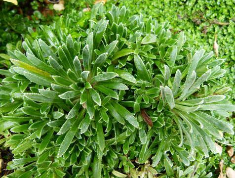 Image of Saxifraga crustata Vest