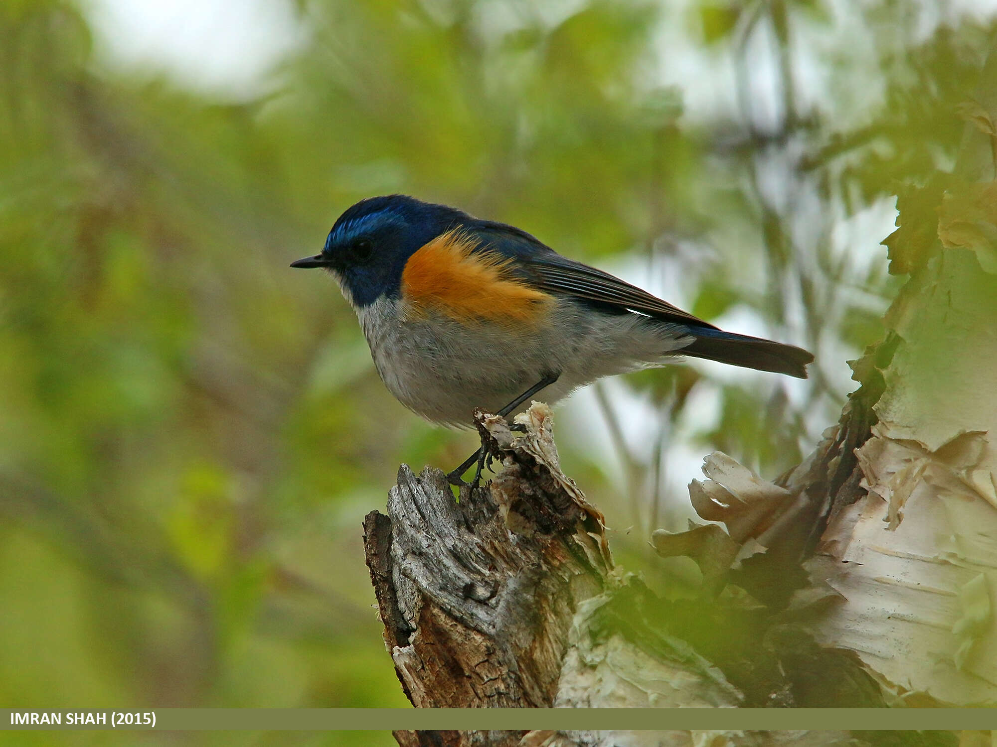 Image of Orange-flanked Bush-Robin