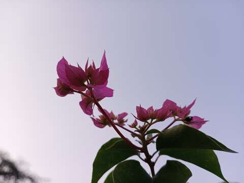 Слика од Bougainvillea