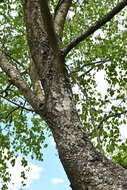 Image of Black Birch