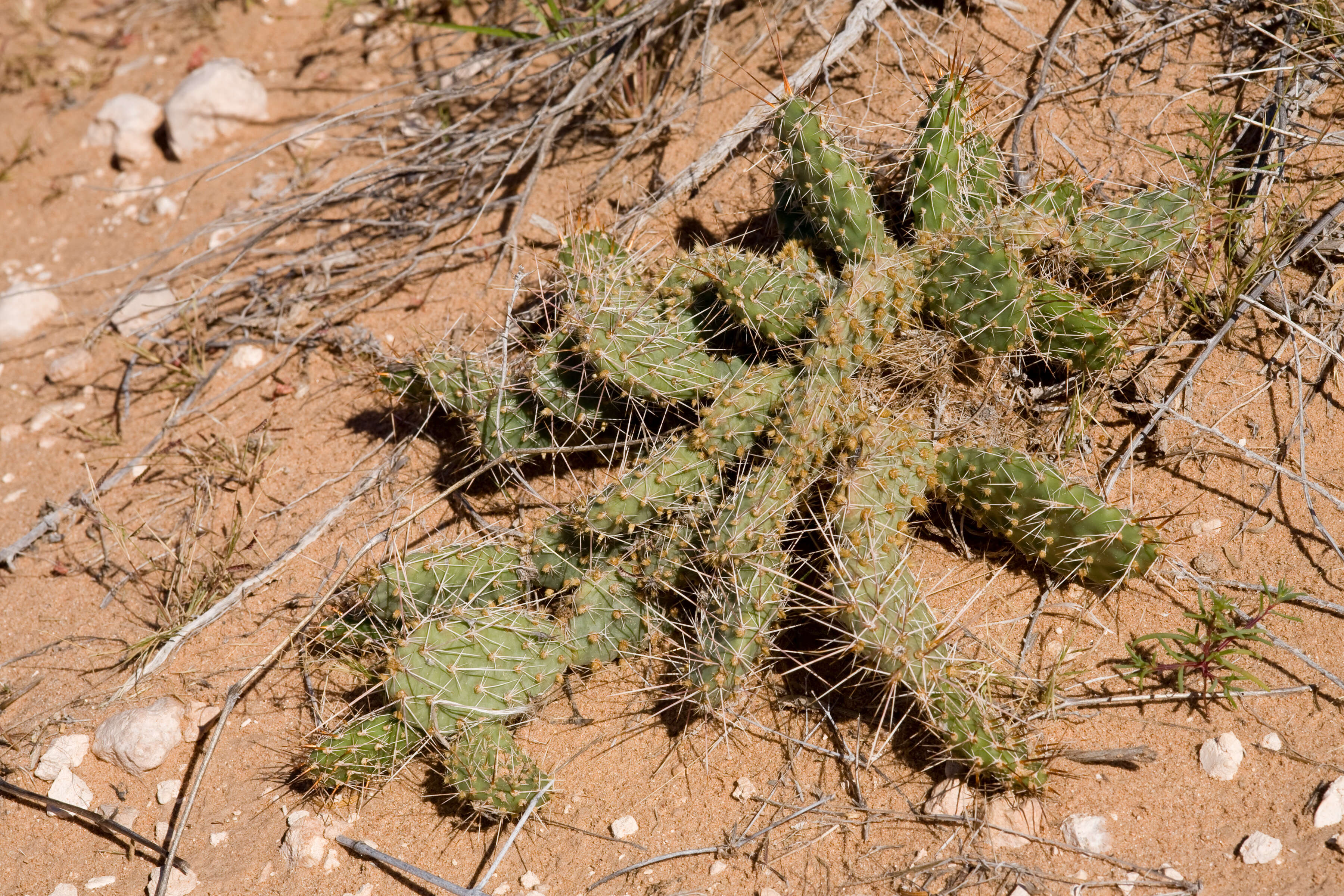 Image of Panhandle Prickly-pear