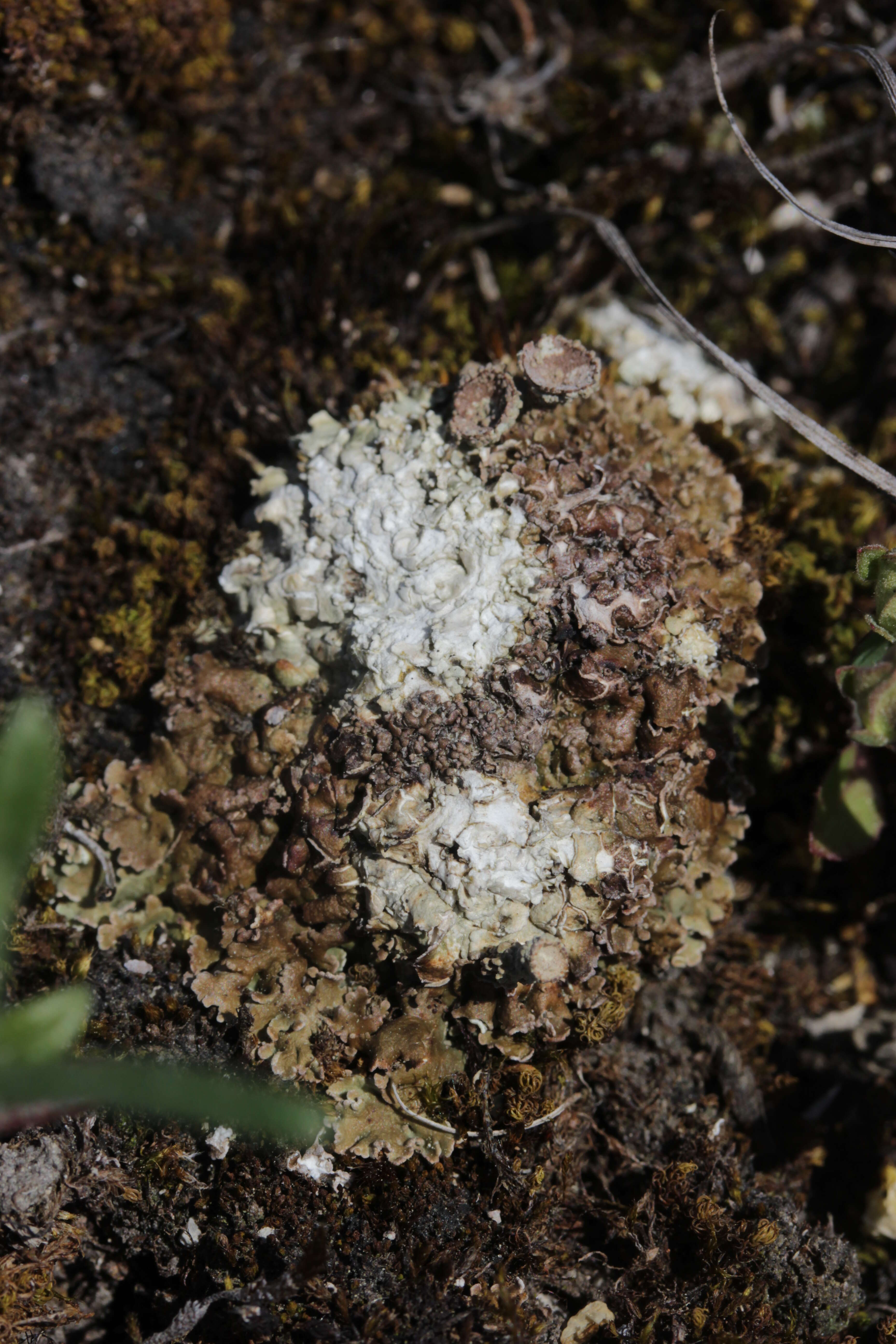 Image of Cladonia pocillum