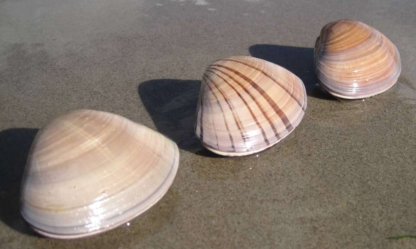 Image of Pismo clam