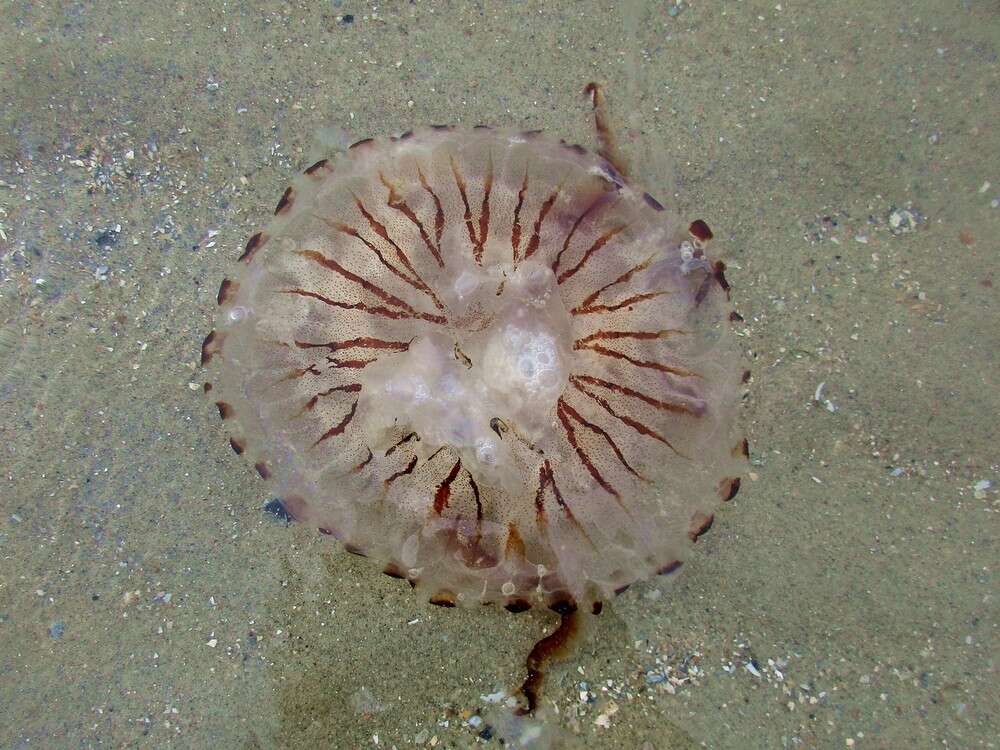 Image of Compass jellyfish