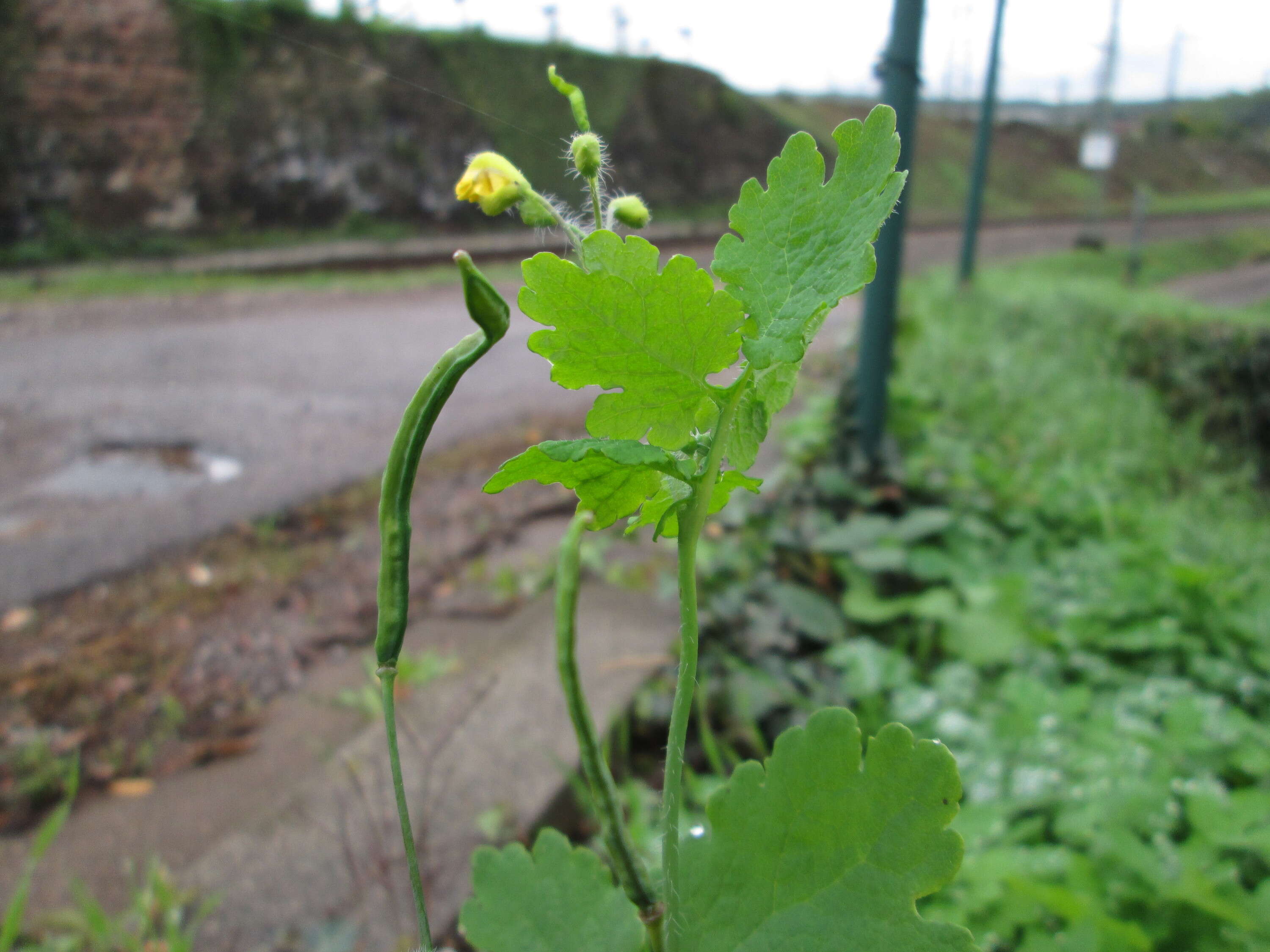 Chelidonium resmi