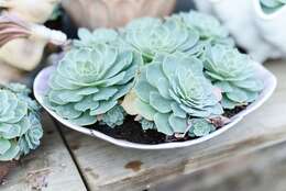 Image of hens and chicks