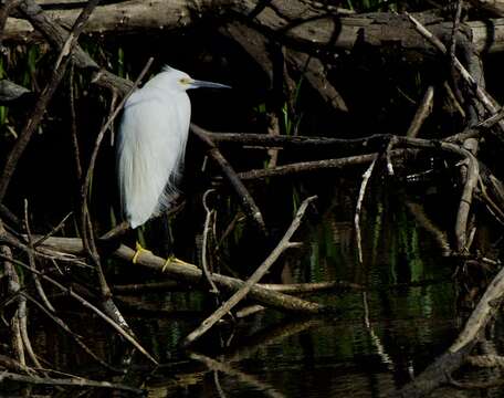 Image de Aigrette neigeuse