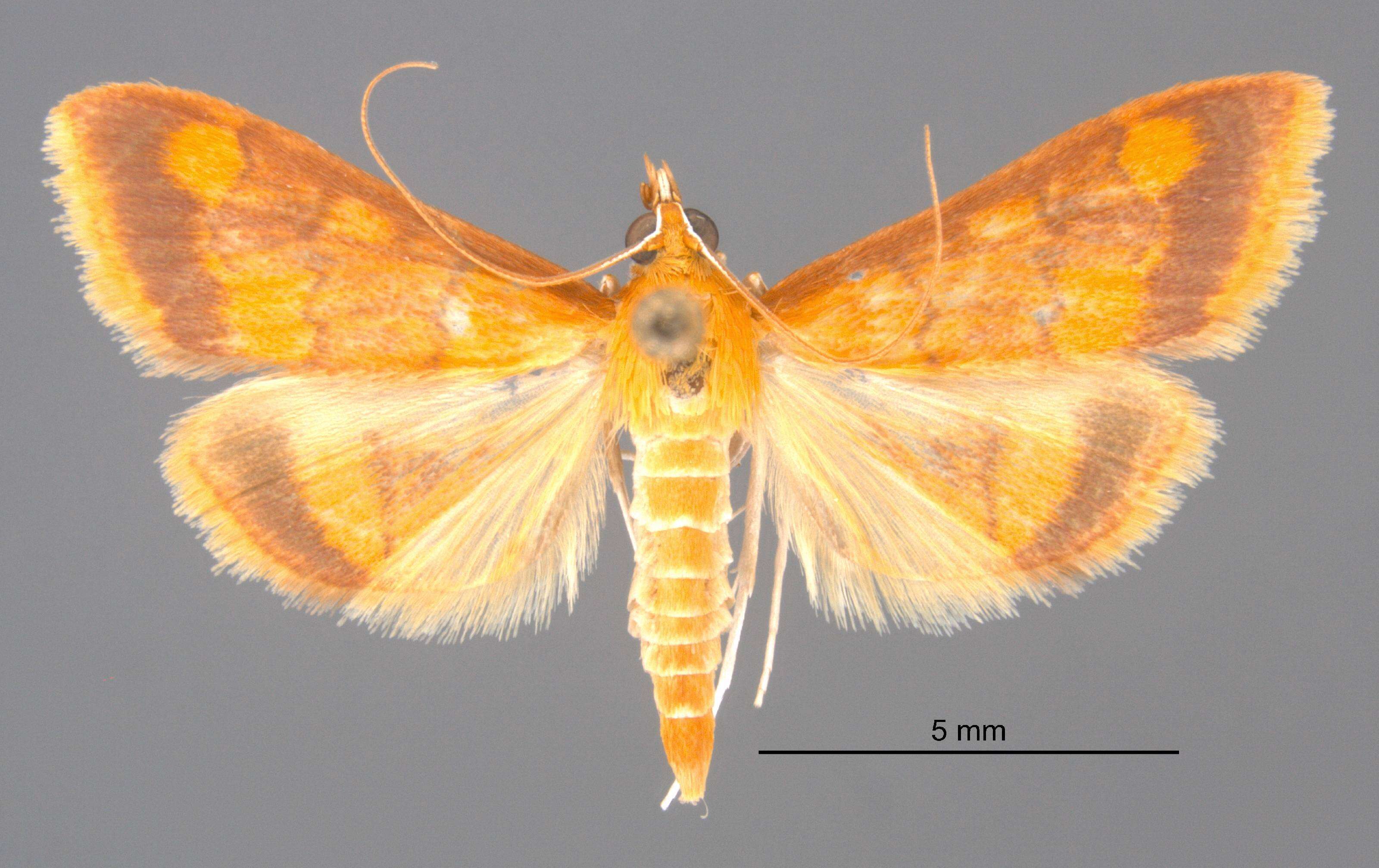 Image of Pyrausta onythesalis Walker 1859