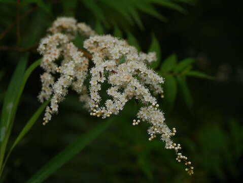 Imagem de Sorbaria tomentosa (Lindl.) Rehd.